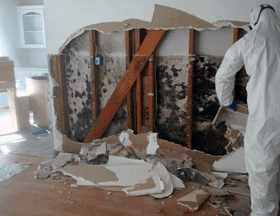 Black Mold vs. Other Common Household Molds-blogimage