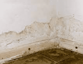 How is Mold Removal Cost Determined?-blogimage